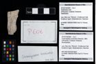 Foto (Objekt + Etikett) von Cracensigillatus acutirostris (Moericke, 1889)  (NHMW-GEO-2014-0194-0606)